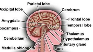 Central Nervous system in One hour