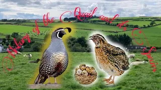 History of Quail and Other different Breed Species of Quail