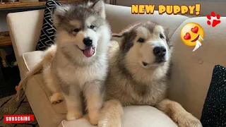 Giant Malamutes Meet New Puppy! Their First Reactions! (And The Cat!!)