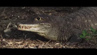 Bannerghatta Biological Park Official Documentary