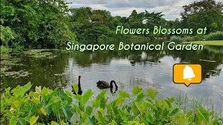 "Sakura" Flowers (Trumpet Trees) Blossom at Singapore Botanical Garden, the WHO World Heritage Site