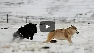 Mongolian Bankhar Facing Wolf attacks
