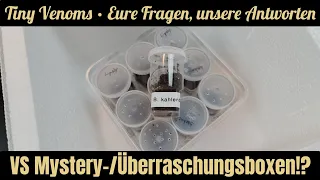 Vogelspinnen Mystery-Boxen/Überraschungsboxen - Lohnen sie sich? | #TeamTinyVenoms