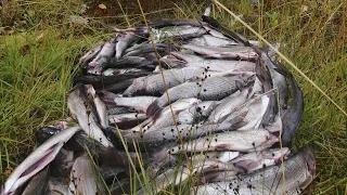 За хариусом в тайгу Республики Коми/дикая природа, отличный улов!Fishing for grayling!