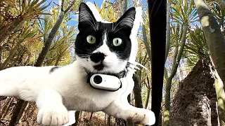 If CATS Could SPEAK: Cats With Cameras Show Us Their World (Negrito's Adventure)