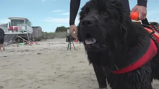Meet Beacon, the 14-month-old Newfoundland now working as a lifeguard
