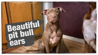 How to beautifully put the ears of a pit bull puppy