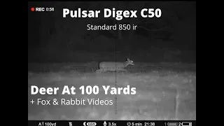 Pulsar C50 Video of Deer at 100 yds & Fox & Rabbit Videos