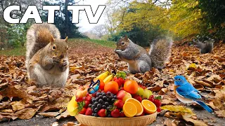 TV FOR PETS 😻🐶 Squirrel And Bird Play Together On The Autumn Leave 🍂 Entertainment Video for Cats 🐿🦜