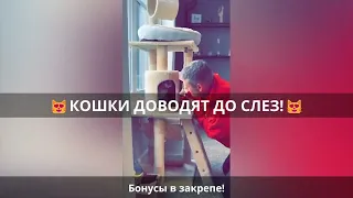 😹Смех до слез: смешные кошки в лучших приколах!🐈 Выпуск 768