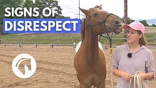 SIGNS A HORSE DOESN’T RESPECT YOU | Horse Behavior Guide