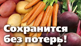 ПРАВИЛА ХРАНЕНИЯ ОВОЩЕЙ. Как хранить картофель, свеклу, морковь и другие овощи