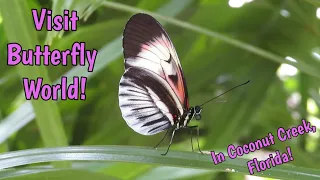Butterfly World in Coconut Creek, Florida! Beautiful Butterflies, Birds, Flowers, Insects & more!