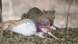 Leopard Eats Baby Impala Out Of Mother's Womb! | Not For Sensitive Viewers!!