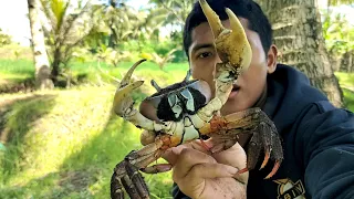 berburu kepiting di dalam lubang || hunting crabs in the hole