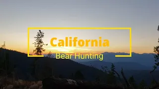 California Black Bear Hunting. (300lbs)