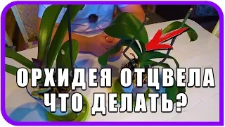 Орхидея не цветет, что делать? Простой и надежный способ полива.