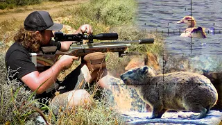 Hyrax & Goose Hunt with PCP Airguns - A Busy Day in the Mountains!