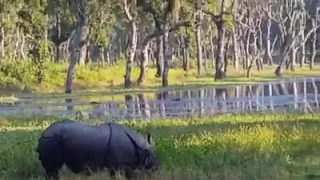 Rhino walking  around batuli lake in Chitwan