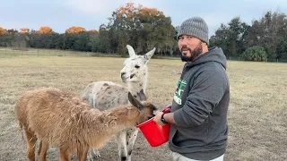 We Got Llamas From A Petting Zoo