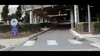 Crows using pedestrian crossing to cross the road
