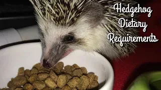 Hedgehog Diet: Kibble Requirements