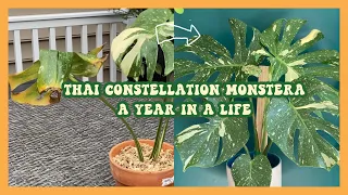 Thai Constellation Monstera imported from Thailand: A Year in a Life