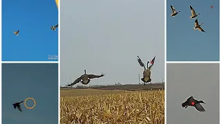 Shotkam  Compilation From 2022-2023 Duck and Goose Hunts