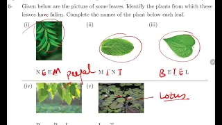 Class 3rd | EVS | Chapter 2 | The plant Fairy | Worksheet