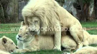 White Lions mating: 43sec (135M) - wildlife HD Stock VIDEO footage