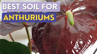 Best Soil for Anthurium Plant