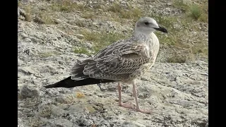 Чайка хохотунья. Молодая птица ( Larus cachinnans )