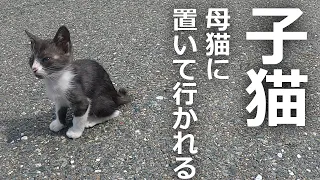 子猫が母猫に置いて行かれた!?母猫が離れた理由が泣ける…