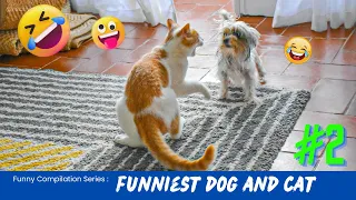 Funniest Cats and Dogs 😺🐶 Funny Animals Videos  2023 😂 Part 2