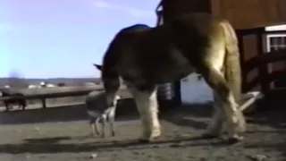 Hilarious, Donkey Yells at Huge Belgian (Clydesdale) Horse! Awesome