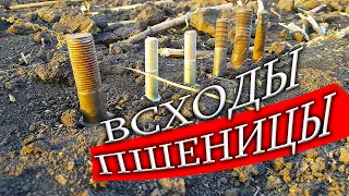 БОЛТ: Простой сельский тракторист получил аномальные всходы пшеницы