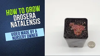 How to Grow and Propagate Drosera Natalensis (Carnivorous Plant Grow Guide)