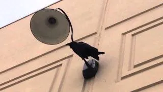 Unusual crow call