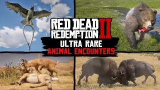 Ultra RARE Animal Encounters in Red Dead Redemption 2 PC 4K