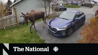 #TheMoment a moose scoped out a Newfoundland property