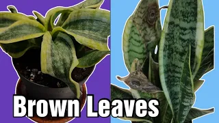 Snake Plant Leaves and Growth Problems: Ultimate Guide with solutions