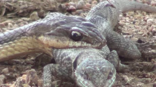 PROVANDO QUE A COBRA CORRE CAMPO TEM PEÇONHA