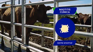 Cómo detectar mastitis en vacas | Capítulo 1: Salud de la Ubre es Calidad de Leche - Diagnóstico
