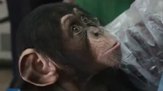 Abandoned baby chimpanzee finds great Mr. Moms