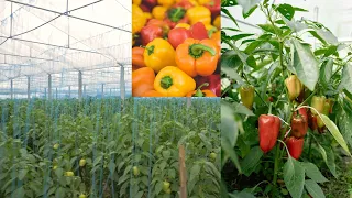 Awesome greenhouse bell pepper farming | modern bell pepper cultivation | green acres