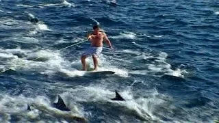 Surfing With Dolphins - Amazing Dolphin Video