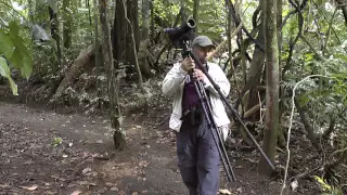 Costa Rica 2015, part two: birding at the Arenal observatory lodge