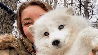 Woman adopts a senior fox to make him happy in final years