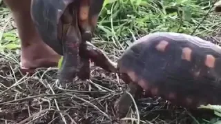 A turtle gets disturbed while mating