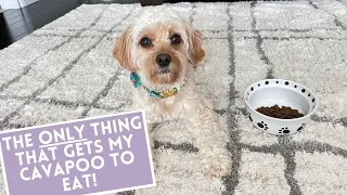 Watch This if Your Puppy is a Picky Eater | Cavapoo Update